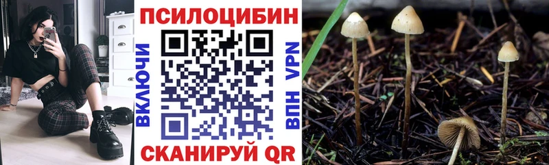 цены   Пошехонье  Псилоцибиновые грибы MAGIC MUSHROOMS 